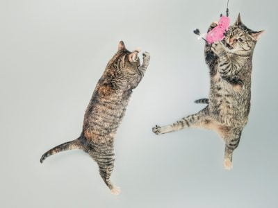 two cats playing with a toy