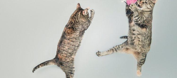 two cats playing with a toy